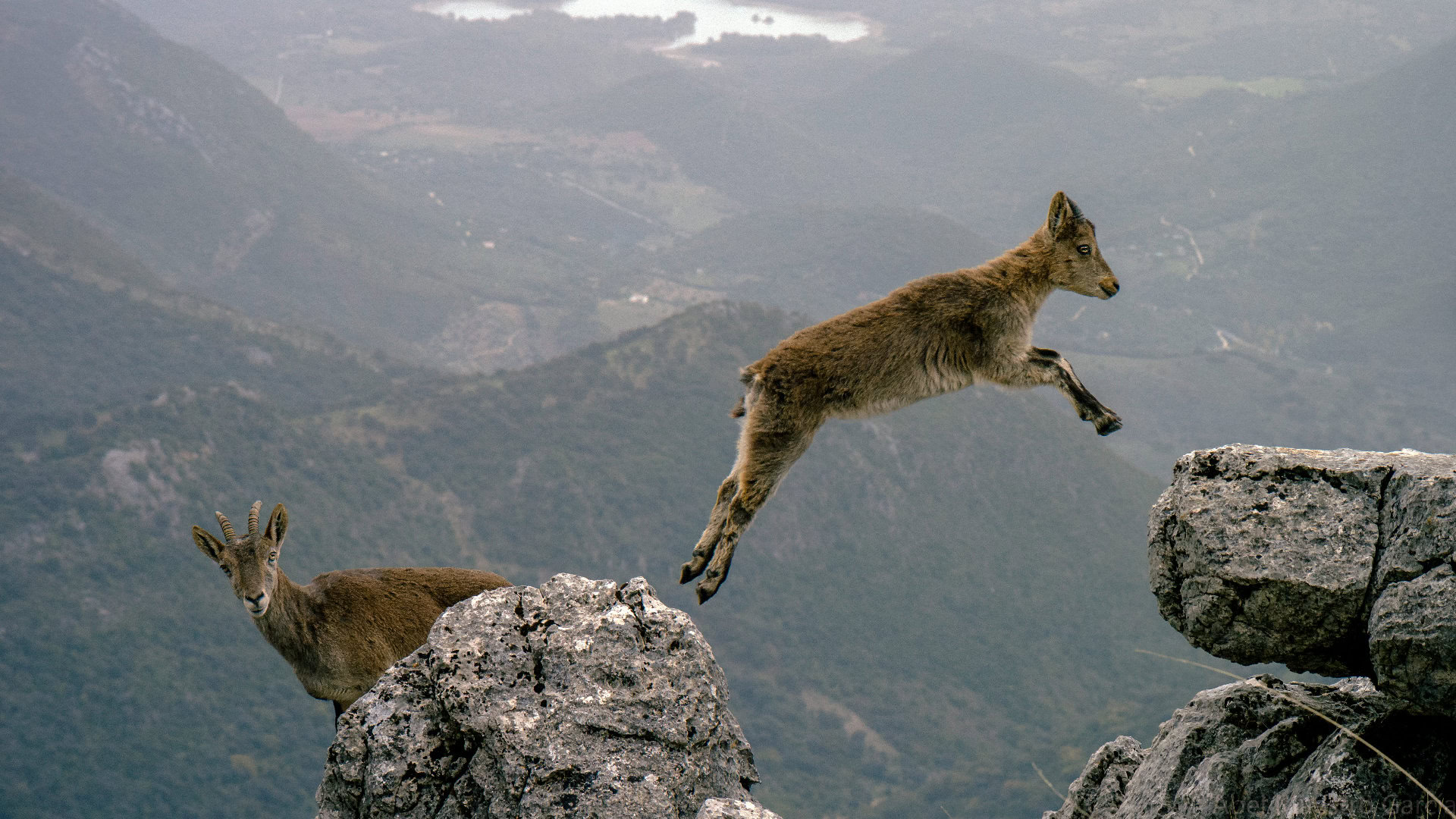 Escapegoat-Een-Steenbok-Springt-Naar-Andere-Rots-Laat-Andere-Steenbok-Achter-Foto PXFuel